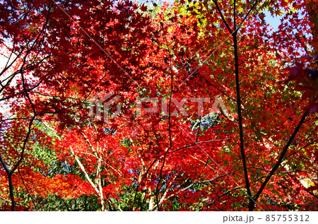 愛媛県滑床渓谷の鮮やかな紅葉群 愛媛県滑床渓谷の鮮やかな紅葉群 85755312