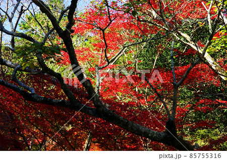 愛媛県滑床渓谷の鮮やかな紅葉群 愛媛県滑床渓谷の鮮やかな紅葉群 85755316