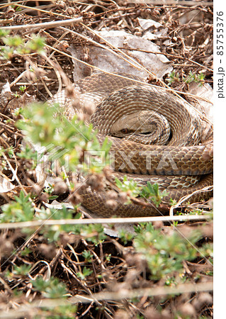 春の青大将 春の青大将 85755376