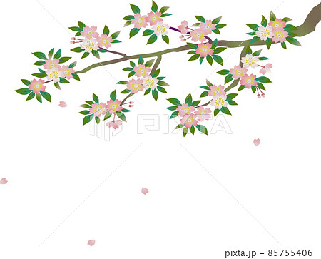 桜と舞い散る花びら 85755406