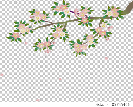 桜と舞い散る花びら 85755406
