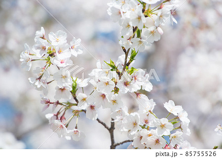 日本の春 さくら満開 85755526