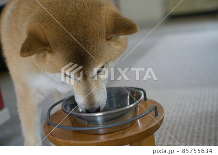 ご飯を食べる柴犬 85755634