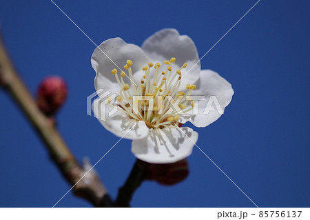 冬晴れの青い空の下に凜と咲く白い梅の花のマクロ接写写真の写真素材
