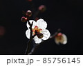 冬晴れの青い空の下に凜と咲く白い梅の花のマクロ接写写真 85756145