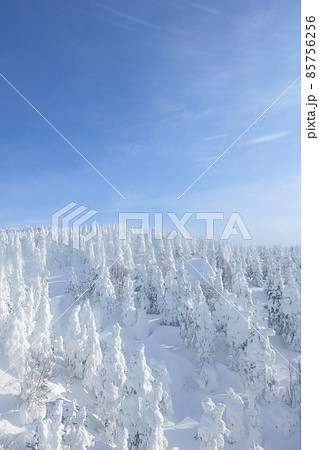 樹氷 霧氷 蔵王 樹氷 霧氷 蔵王 85756256