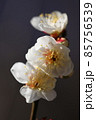 冬晴れの青い空の下に凜と咲く白い梅の花のマクロ接写写真 85756539