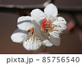 冬晴れの青い空の下に凜と咲く白い梅の花のマクロ接写写真 85756540