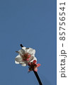 冬晴れの青い空の下に凜と咲く白い梅の花のマクロ接写写真 85756541