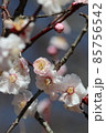 冬晴れの青い空の下に凜と咲く白い梅の花のマクロ接写写真 85756542
