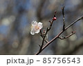 冬晴れの青い空の下に凜と咲く白い梅の花のマクロ接写写真 85756543