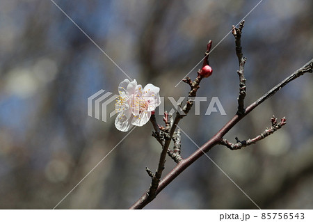冬晴れの青い空の下に凜と咲く白い梅の花のマクロ接写写真 冬晴れの青い空の下に凜と咲く白い梅の花のマクロ接写写真 85756543