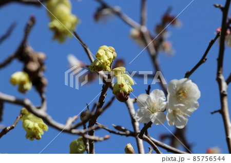 晴天をバックに白梅の花をバックに負けじと淡い黄色い花を咲かせるトサミズキの樹木の枝をマクロ接写撮影。 85756544