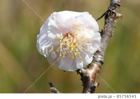 冬晴れの青い空の下に凜と咲く白い梅の花のマクロ接写写真 冬晴れの青い空の下に凜と咲く白い梅の花のマクロ接写写真 85756545