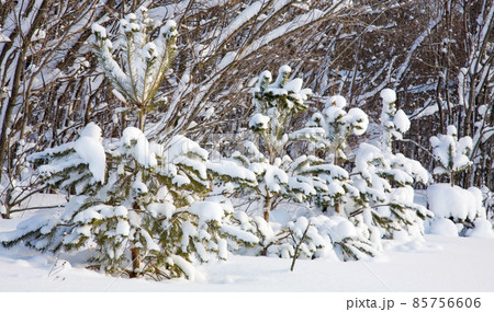 Snow covered fir trees on a sunny winter day Snow covered fir trees on a sunny winter day 85756606