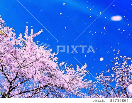 桜吹雪　散り際の桜　サクラ 85756862
