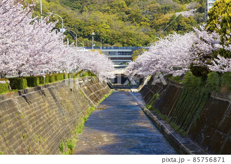 新神戸駅前の桜の風景　兵庫県神戸市中央区にて 85756871