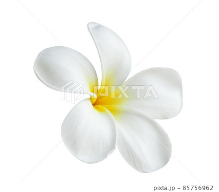 Blooming phumelia or Champa flower isolated with clipping path on white  background 85756962
