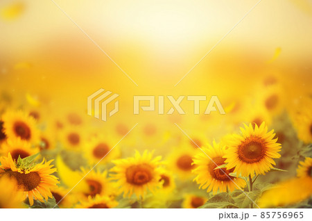 Beautiful field of blooming sunflowers against sunset golden light and blurry  softten sunflower field background 85756965