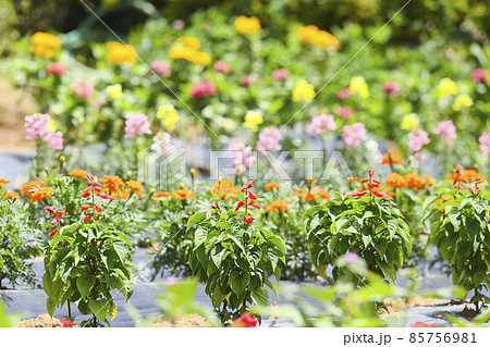 初夏の高原のお花畑 初夏の高原のお花畑 85756981