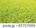豊な新緑の芝生、全面テクスチャー 85757009