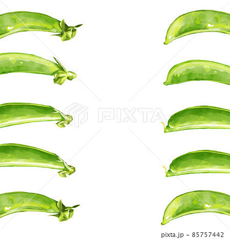 手描き水彩のスナップエンドウイラスト正方形フレーム・左右 85757442