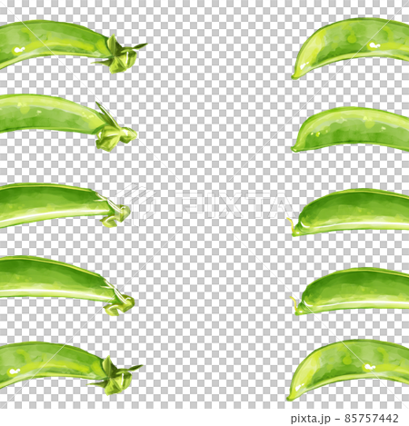 手描き水彩のスナップエンドウイラスト正方形フレーム・左右 85757442