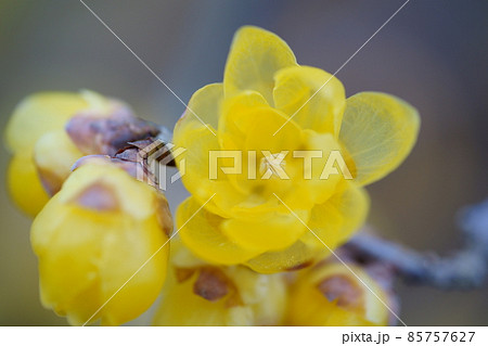 咲き始めた可愛いロウバイの花 85757627