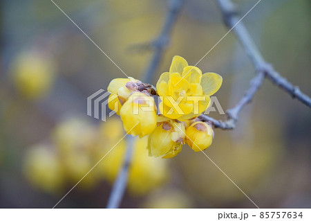 咲き始めた可愛いロウバイの花 85757634