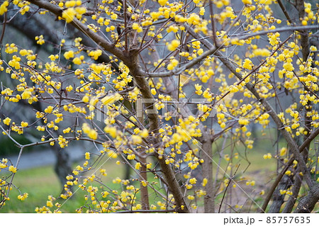 満開のロウバイ 85757635