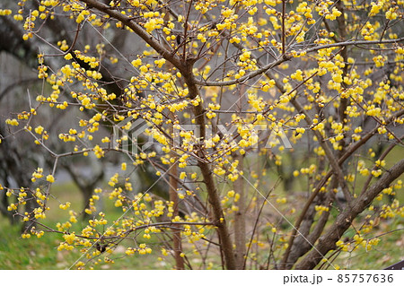 満開のロウバイ 85757636