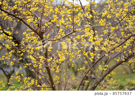 満開のロウバイ 満開のロウバイ 85757637