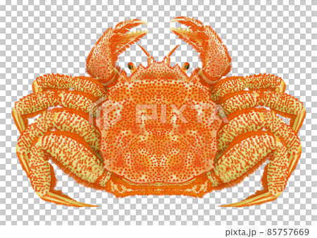  Hairy crab 85757669