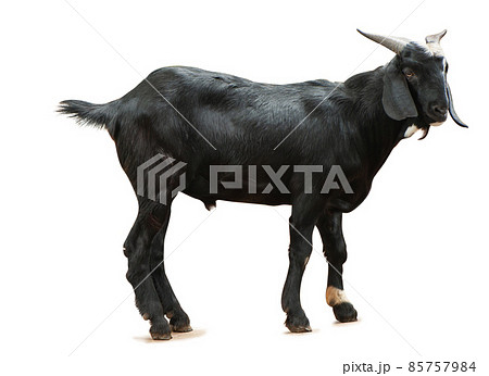 Black Goats stand on white background isolate with clipping path 85757984
