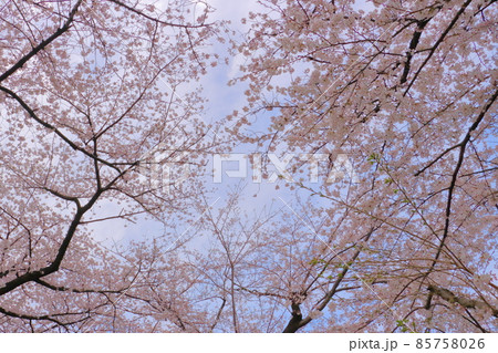 日本の春の桜の風景、青空と空を埋め尽くす桜、コピースペース有 85758026