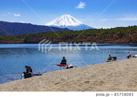 春の富士山 山梨県富士河口湖町西湖にて 春の富士山 山梨県富士河口湖町西湖にて 85758083