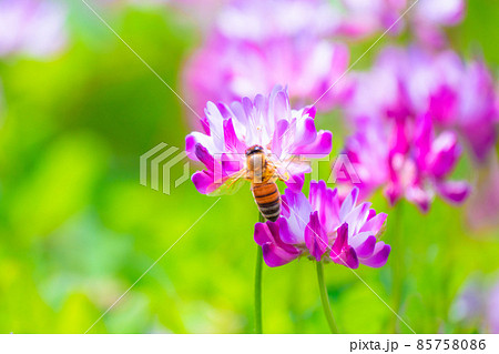 ミツバチとレンゲ畑 85758086