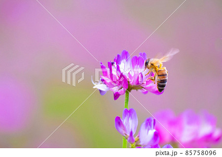 ミツバチとレンゲ畑 85758096