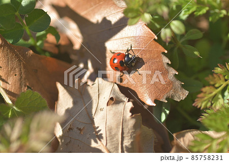 真冬に見つけたナナホシテントウ虫 鎌倉中央公園 真冬に見つけたナナホシテントウ虫 鎌倉中央公園 85758231