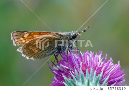 Closeup of a slighly worn out large skipper butterfly , Ochlodes sylvanus on the purple flower of Carduus crispus 85758319