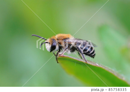 Lateral closeup on a hairy male of the common plasterer bee, Colletes daviesanus on a green leaf Lateral closeup on a hairy male of the common plasterer bee, Colletes daviesanus on a green leaf 85758335