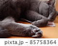 可愛い肉球のぐっすりと眠るグレーの猫 85758364
