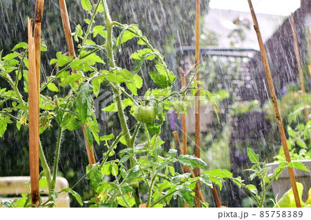 Tomato plant with green unripe tomatoes during rain shower Tomato plant with green unripe tomatoes during rain shower 85758389