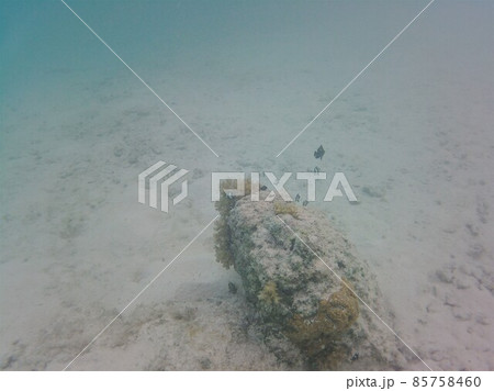 Zebrafish on the coral reef in the indian ocean 85758460