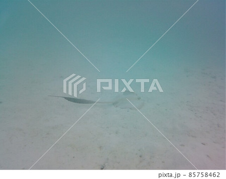 Zebrafish on the coral reef in the indian ocean Zebrafish on the coral reef in the indian ocean 85758462