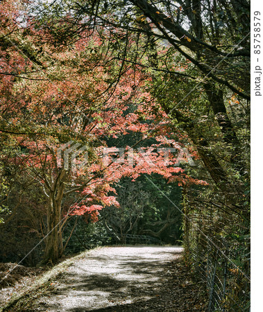 紅葉狩り 散策 紅葉狩り 散策 85758579