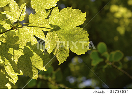Sycamore Leopoldii Sycamore Leopoldii 85758654