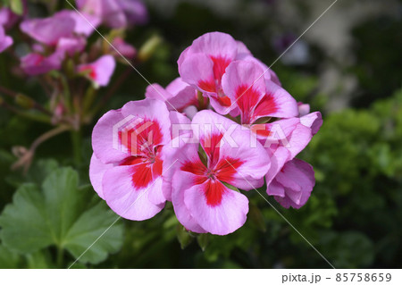 Horse-shoe pelargonium Horse-shoe pelargonium 85758659