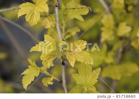 Ninebark Luteus 85758660
