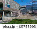 Vancouver, BC, Canada - April 5 2021 : University of British Columbia (UBC) campus. Cherry blossom flowers in full bloom. 85758993